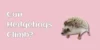 Can Hedgehogs Climb? The Truth About Their Abilities - Post Thumbnail