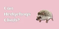 Can Hedgehogs Climb? The Truth About Their Abilities