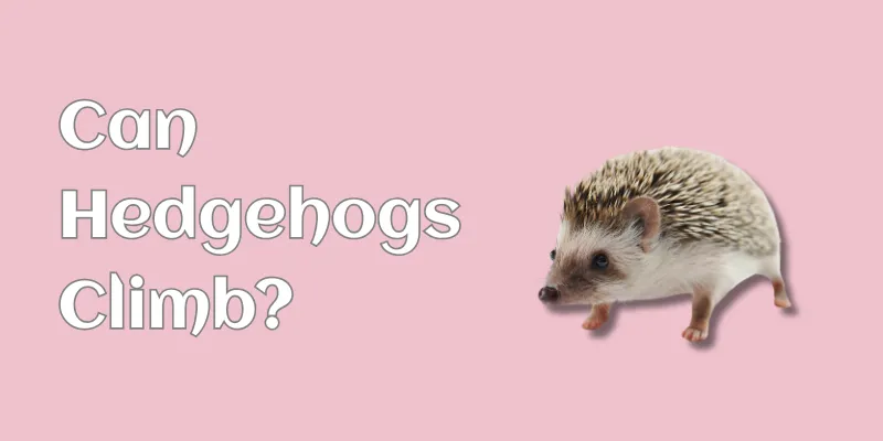Can Hedgehogs Climb? The Truth About Their Abilities