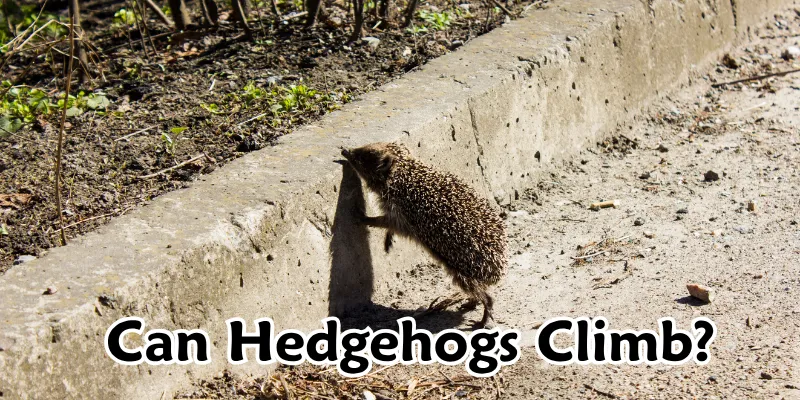 Can Hedgehogs Climb? The Truth About Their Abilities 1 Can Hedgehogs Climb