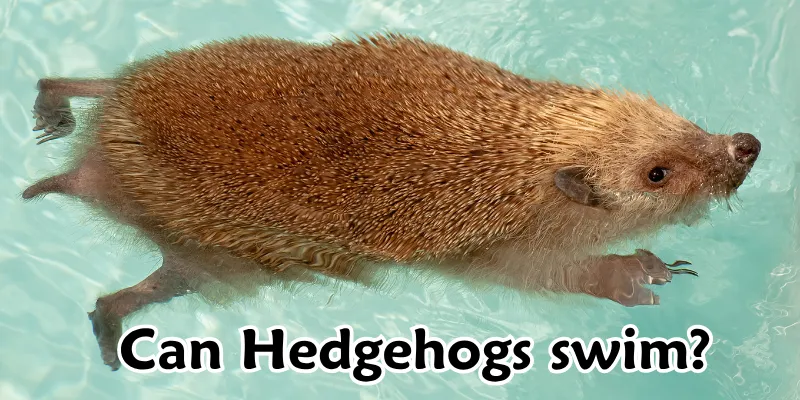 Can Hedgehogs swim? Find The Truth 1 Can Hedgehogs swim