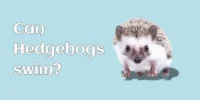 Can Hedgehogs swim? Find The Truth