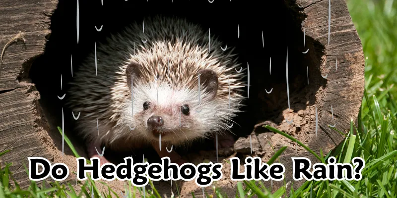 Do Hedgehogs Like Rain 1 Do Hedgehogs Like Rain