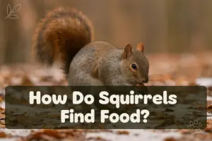 How Do Squirrels Find Food?
