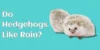Do Hedgehogs Like Rain - Post Thumbnail