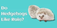 Do Hedgehogs Like Rain