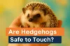 Are Hedgehogs Safe to Touch? - Post Thumbnail