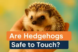 Are Hedgehogs Safe to Touch?