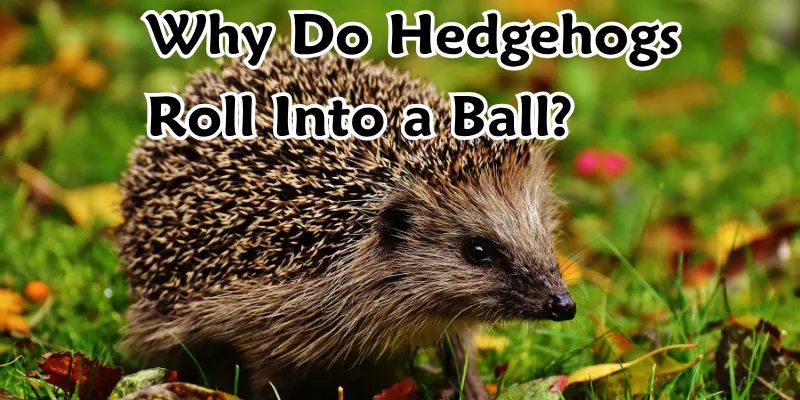 Why Do Hedgehogs Roll Into a Ball? 1 Why Do Hedgehogs Roll Into a Ball