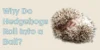 Why Do Hedgehogs Roll Into a Ball? - Post Thumbnail