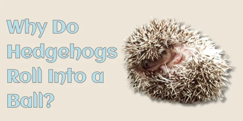 Why Do Hedgehogs Roll Into a Ball?