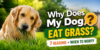Why Does My Dog Eat Grass? 7 Reasons + When to Worry - Post Thumbnail