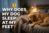 Why Does My Dog Sleep at My Feet? 7 Real Reasons - Post Thumbnail