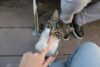Why Does My Cat Bite Me Gently? 7 Real Reasons (Love Bites Explained) - Post Thumbnail