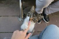 Why Does My Cat Bite Me Gently? 7 Real Reasons (Love Bites Explained)