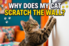 Why Does My Cat Scratch the Wall? 7 Real Reasons + How to Stop It - Post Thumbnail