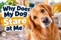 Why Does My Dog Stare at Me? 7 Real Reasons (And What to Do About It)